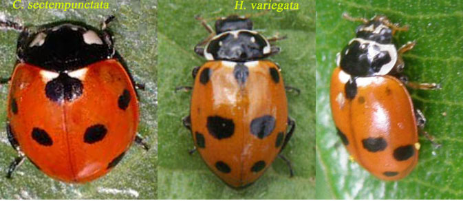 Coccinella septempunctata, anzi no, Hippodamia variegata