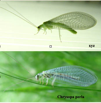 Chrysopa viridana