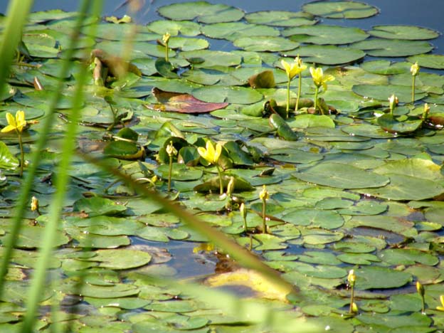 Nymphoides peltata / Limnantemio