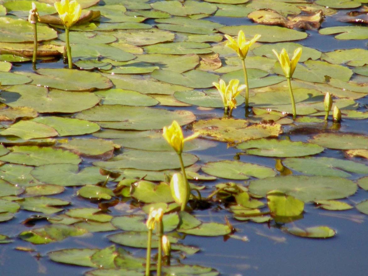 Nymphoides peltata / Limnantemio