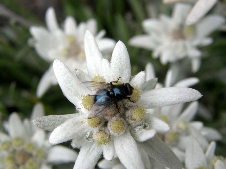 Calliphoridae