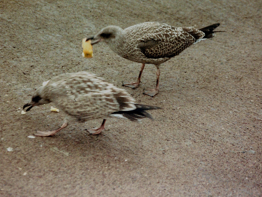 Gavine? No, Gabbiani nordici