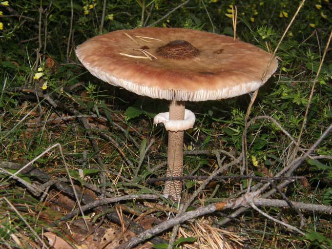 Macrolepiota (?) da identificare
