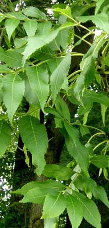 Fraxinus excelsior