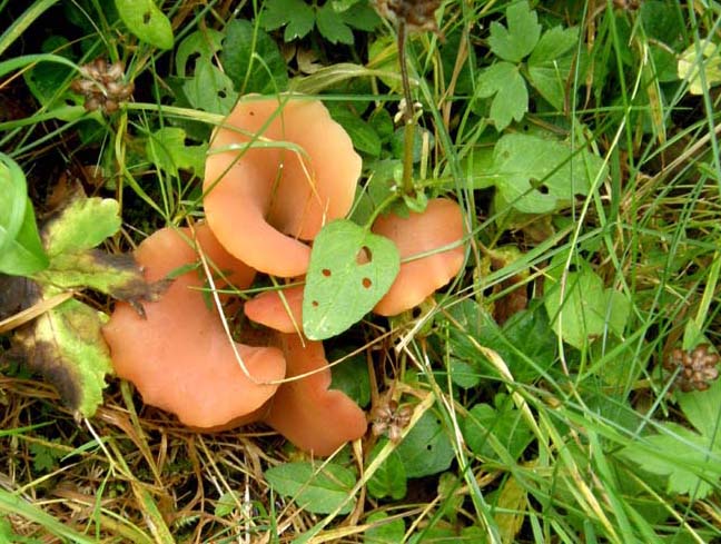 E'' un fungo, ma sembra un fiore!