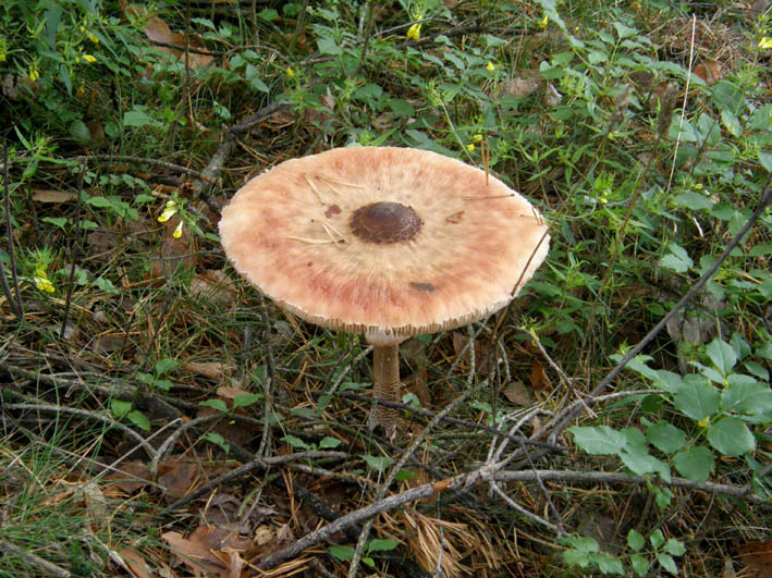 Macrolepiota (?) da identificare