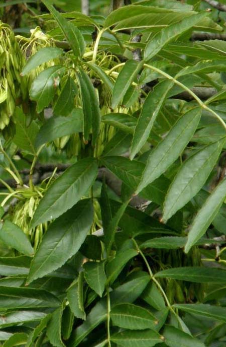 Fraxinus excelsior