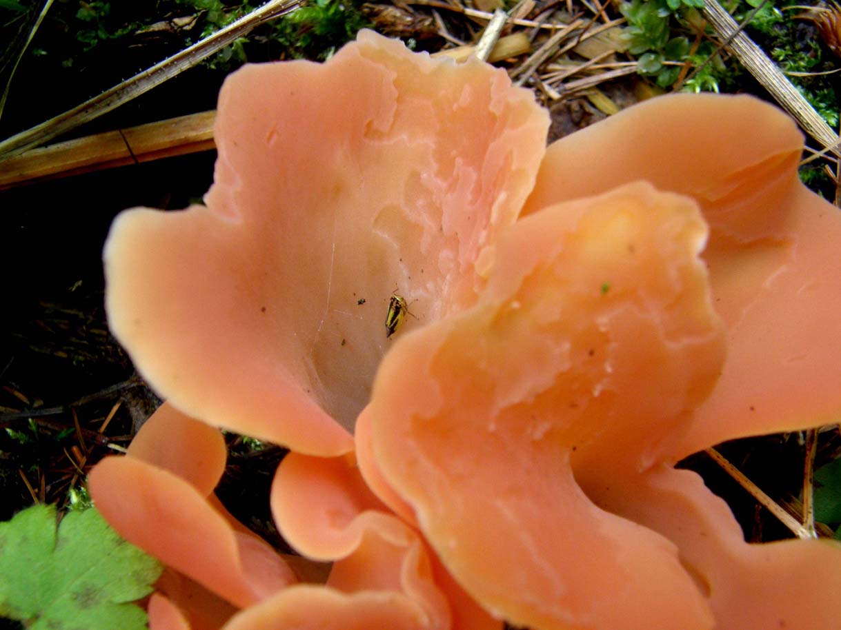 E'' un fungo, ma sembra un fiore!