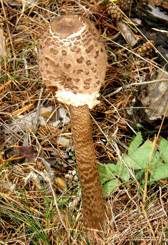 Macrolepiota (?) da identificare