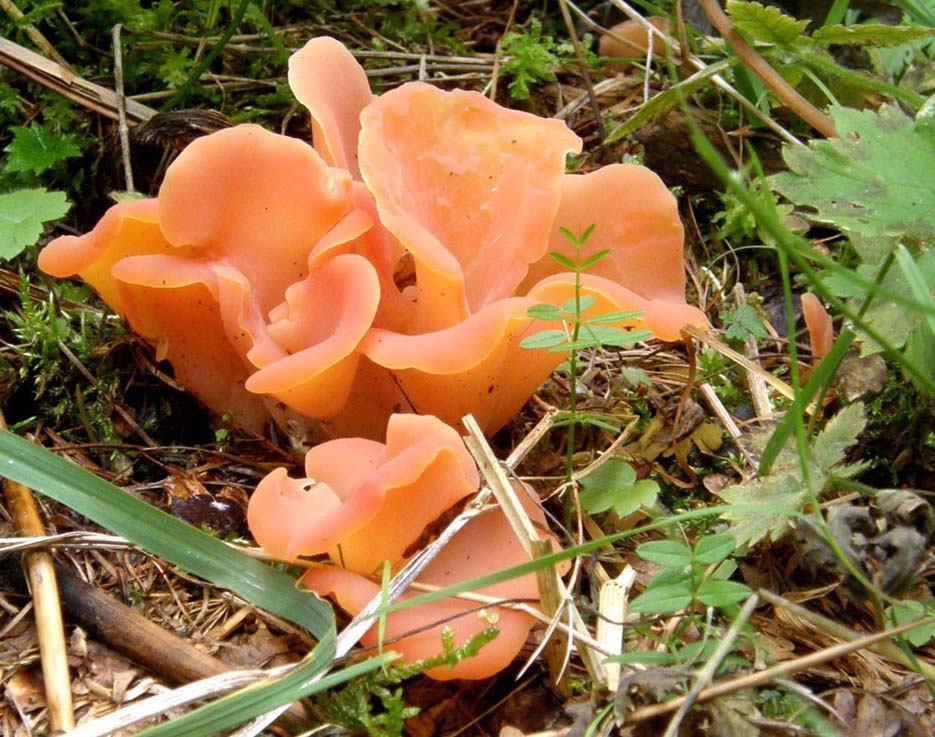 E'' un fungo, ma sembra un fiore!
