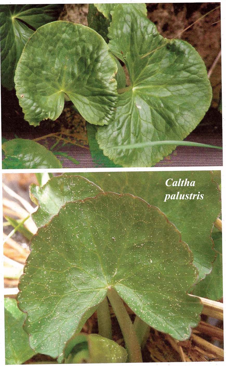 Grandi foglie su bordo di un ruscello - Caltha palustris