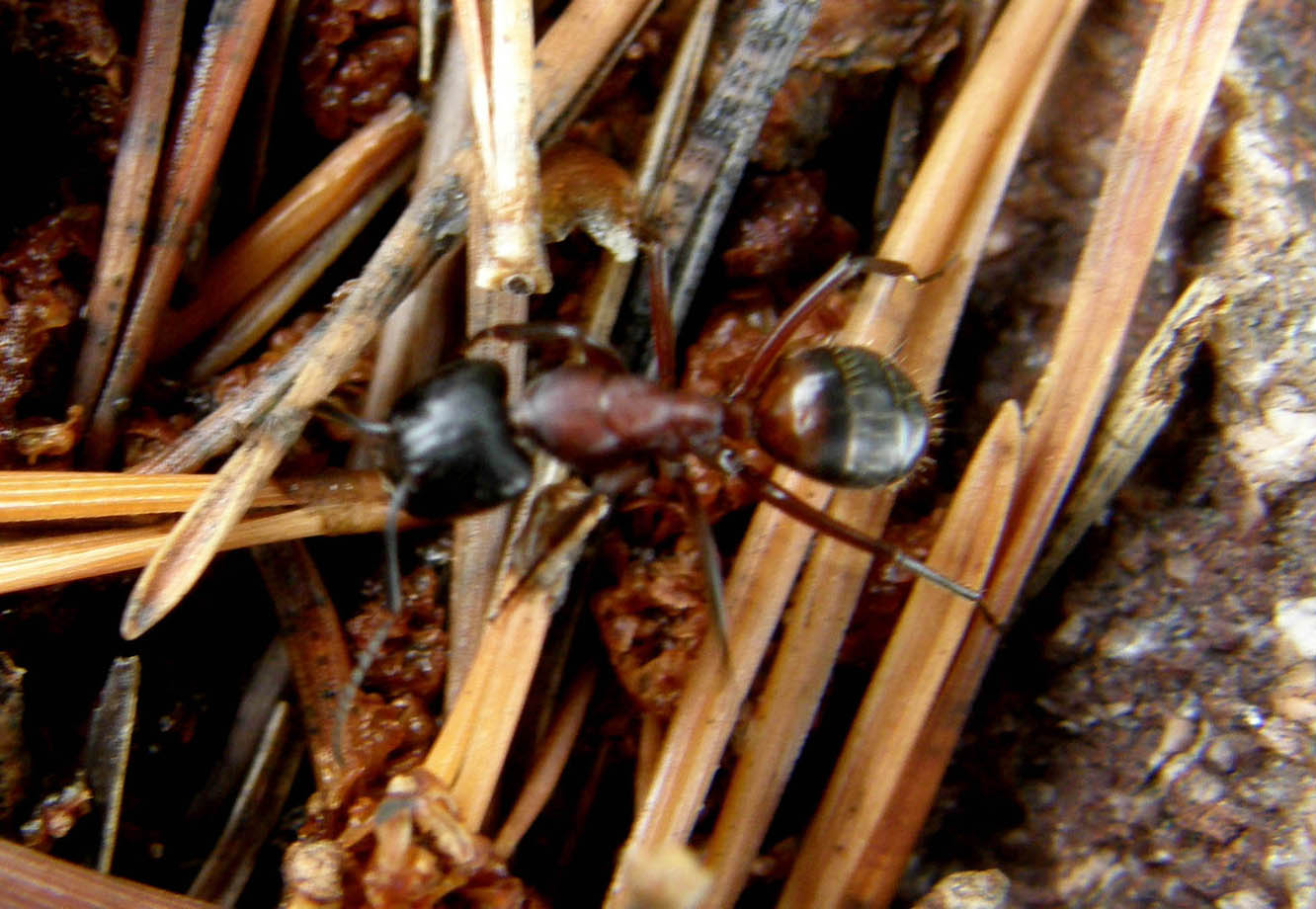 Formica immortalata per caso: Camponotus ligniperda