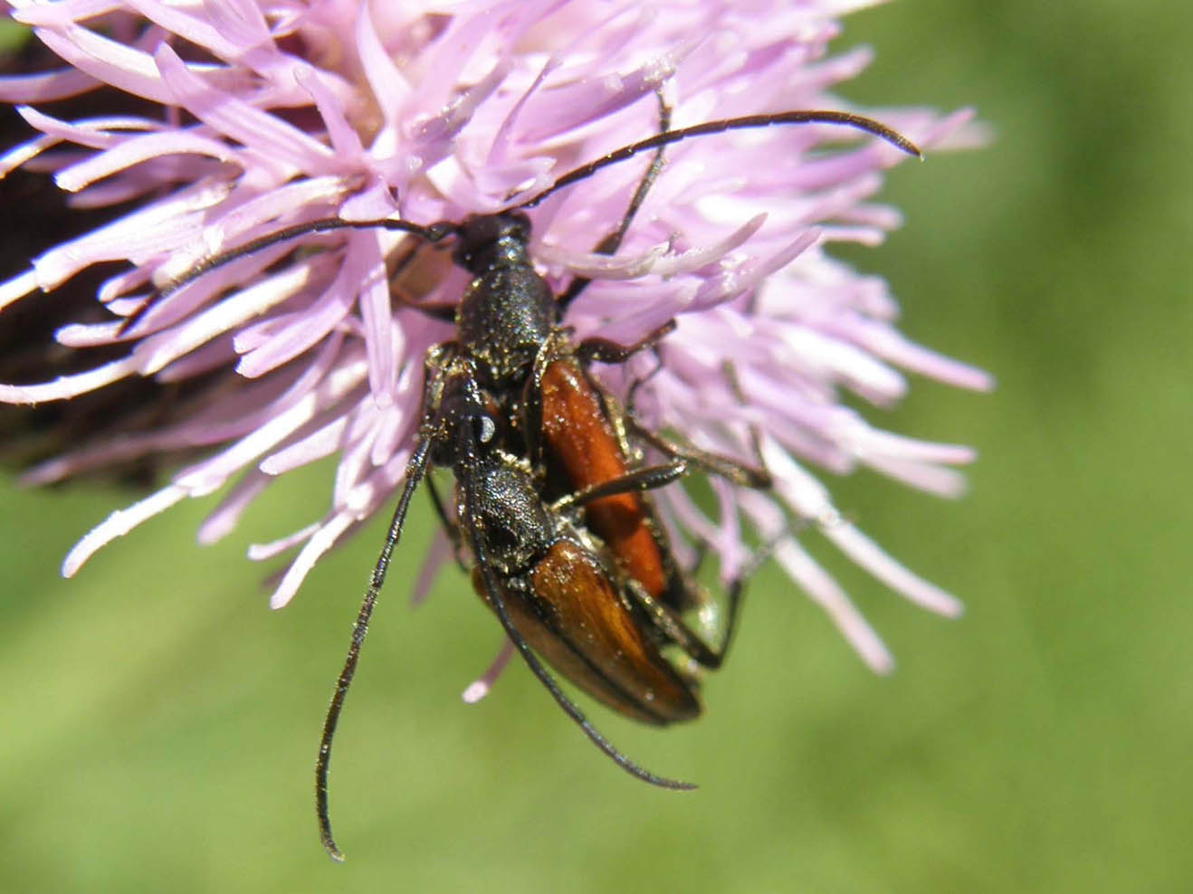 Due cerambicidi amanti (Stenurella melanura) e un guardone