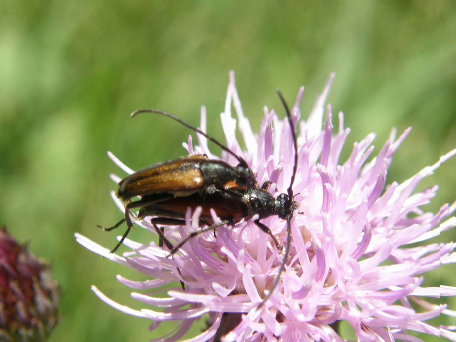 Due cerambicidi amanti (Stenurella melanura) e un guardone