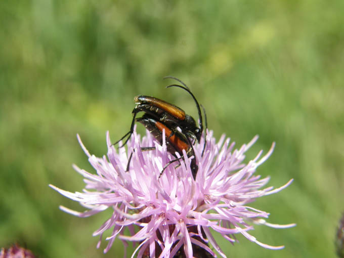 Due cerambicidi amanti (Stenurella melanura) e un guardone