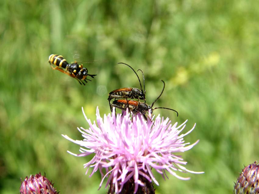 Due cerambicidi amanti (Stenurella melanura) e un guardone