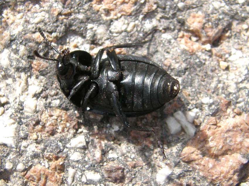 Altro coleottero altoatesino: Silpha cf tyrolensis