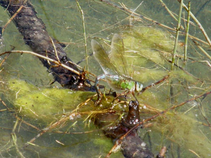 Libellula che depone le uova: Anax imperator