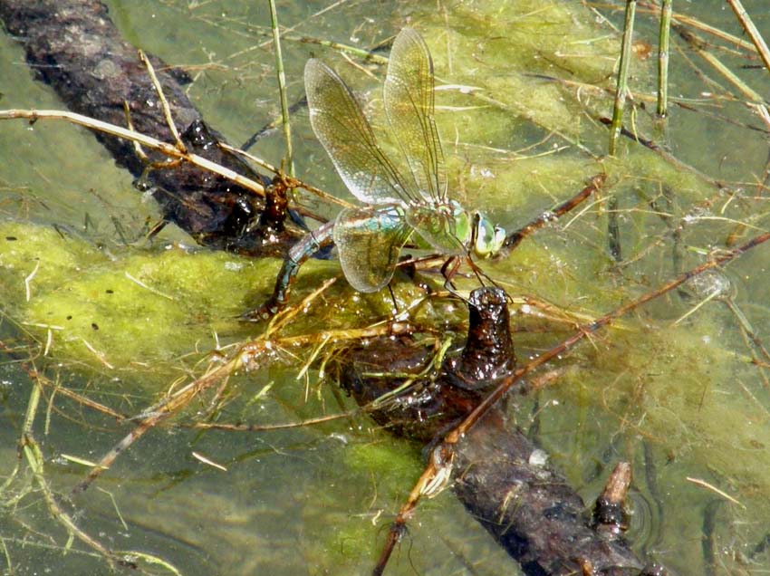 Libellula che depone le uova: Anax imperator