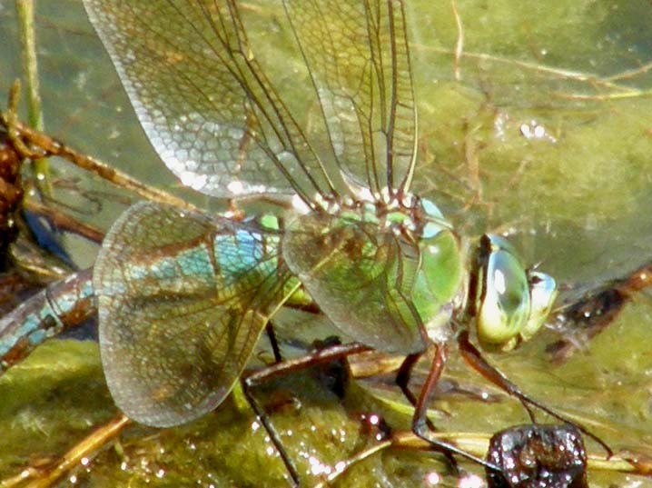 Libellula che depone le uova: Anax imperator