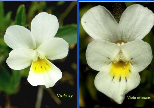 Viola cfr. tricolor (Violaceae)