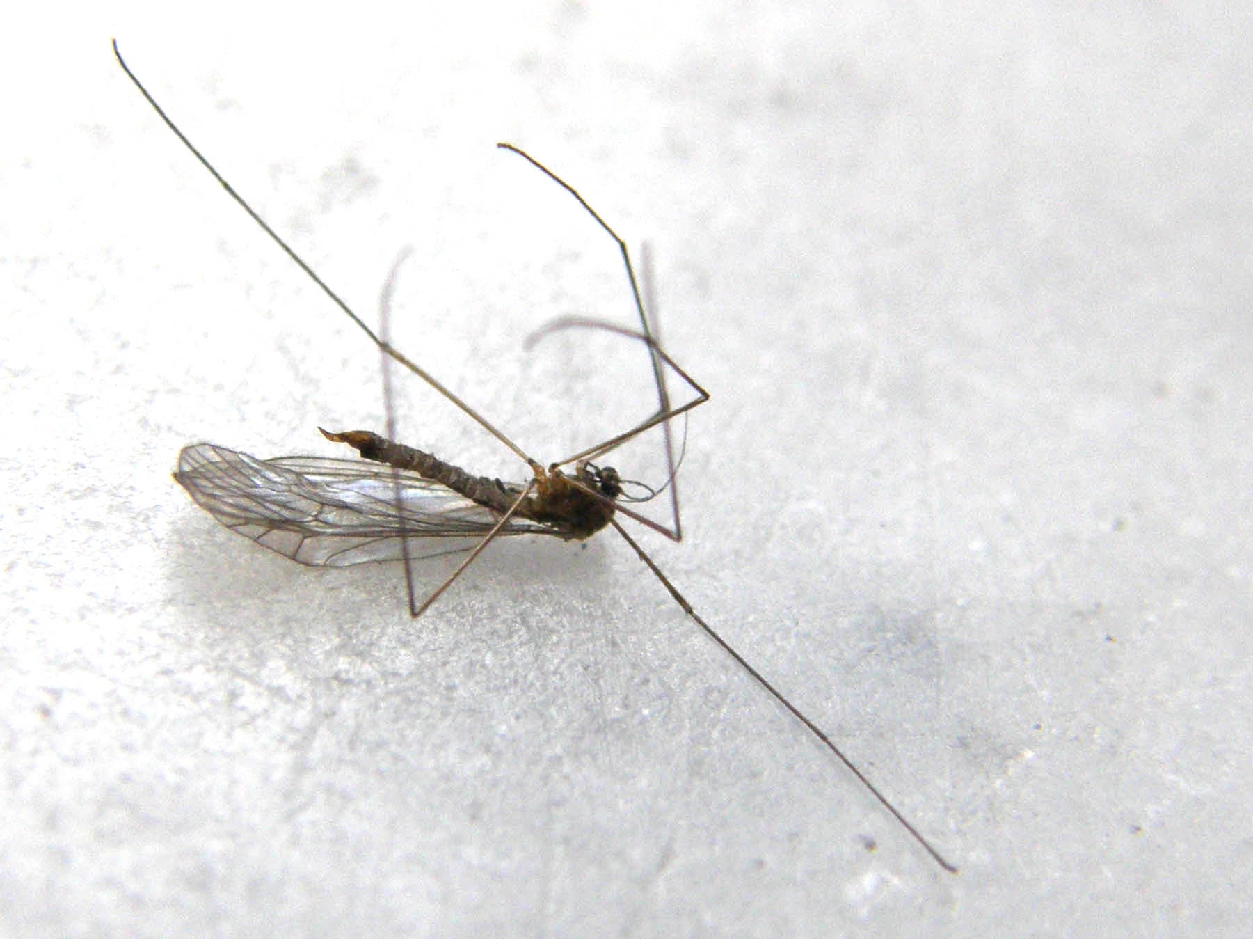 Ancora una...salma da identificare: Tipulidae