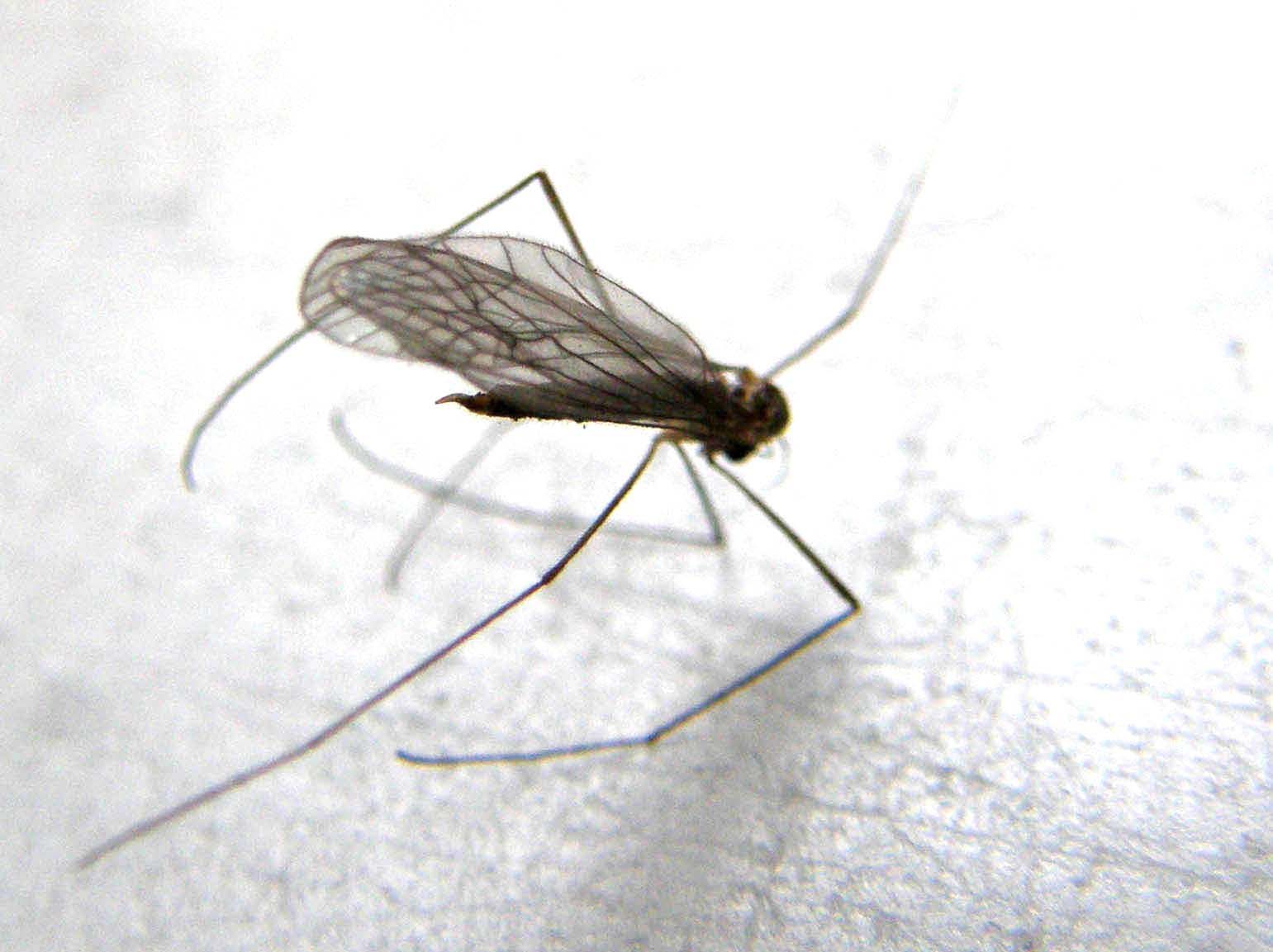 Ancora una...salma da identificare: Tipulidae
