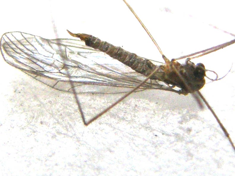 Ancora una...salma da identificare: Tipulidae