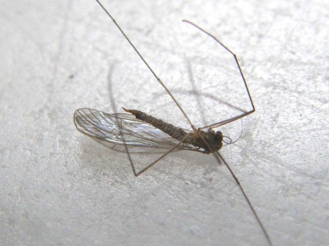 Ancora una...salma da identificare: Tipulidae