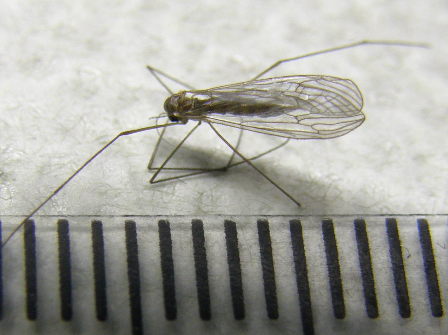 Ancora una...salma da identificare: Tipulidae
