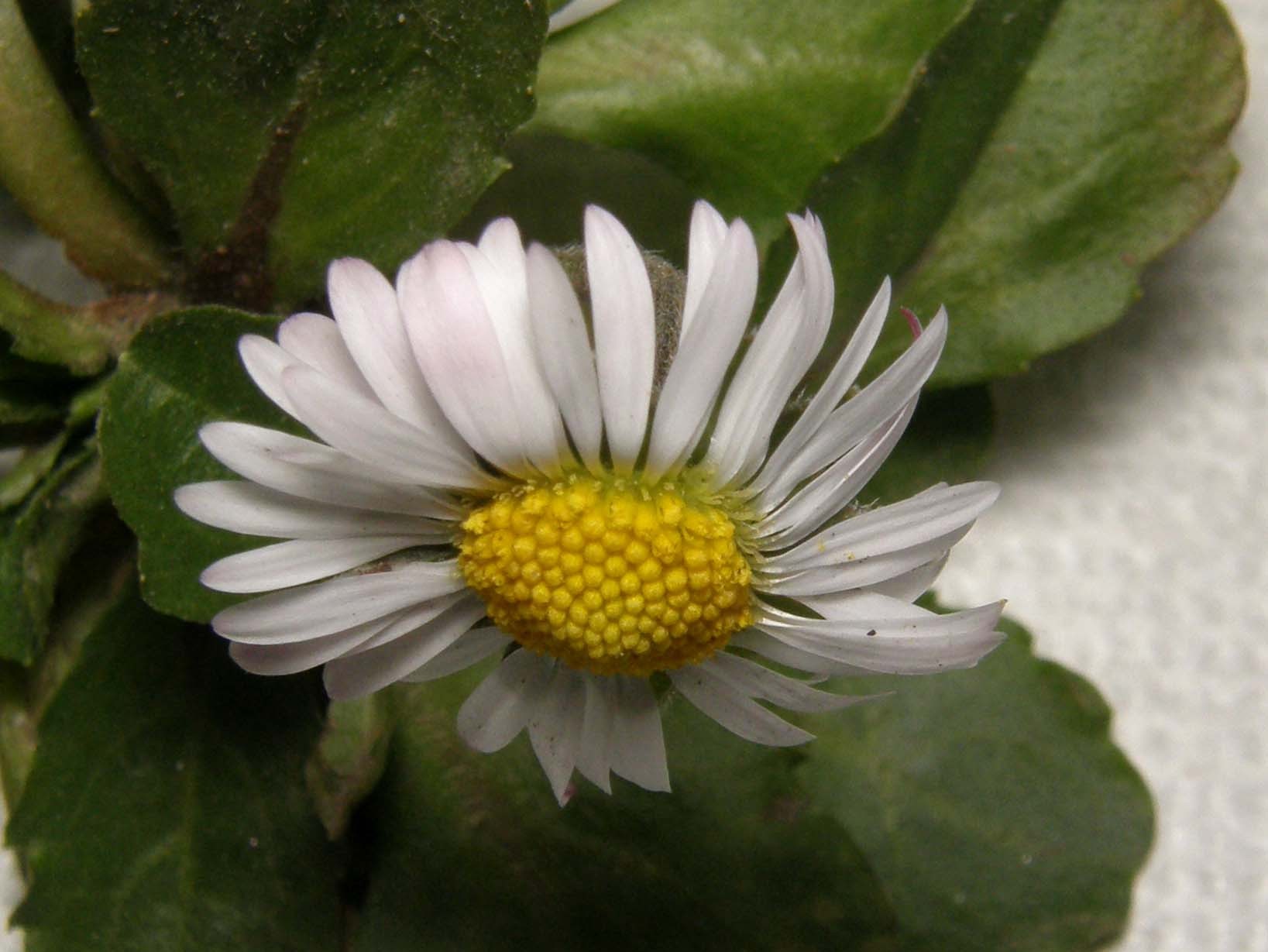 Bellis perennis e i fiori delle Asteraceae