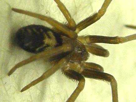 Pritha sagittata