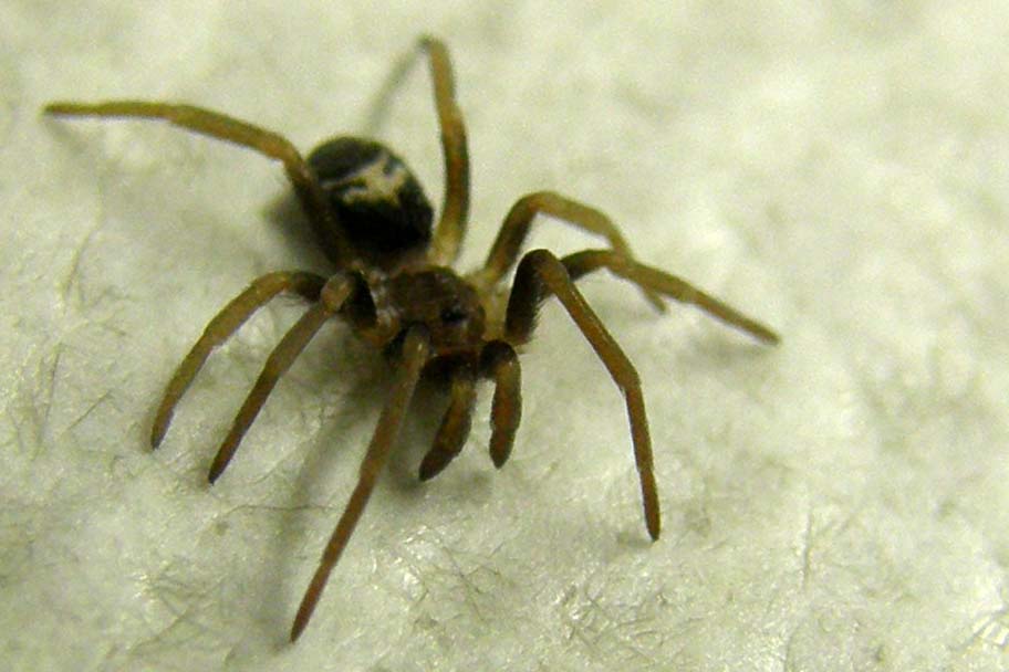 Pritha sagittata