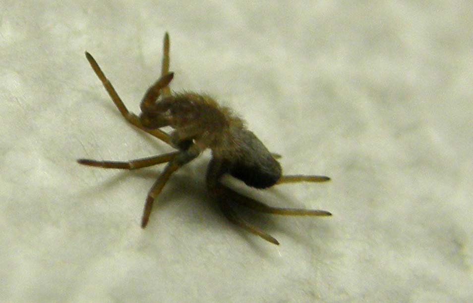 Pritha sagittata