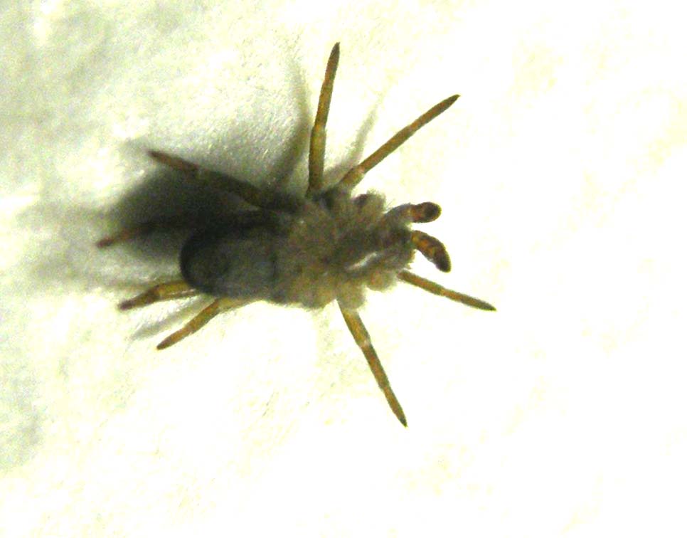 Pritha sagittata