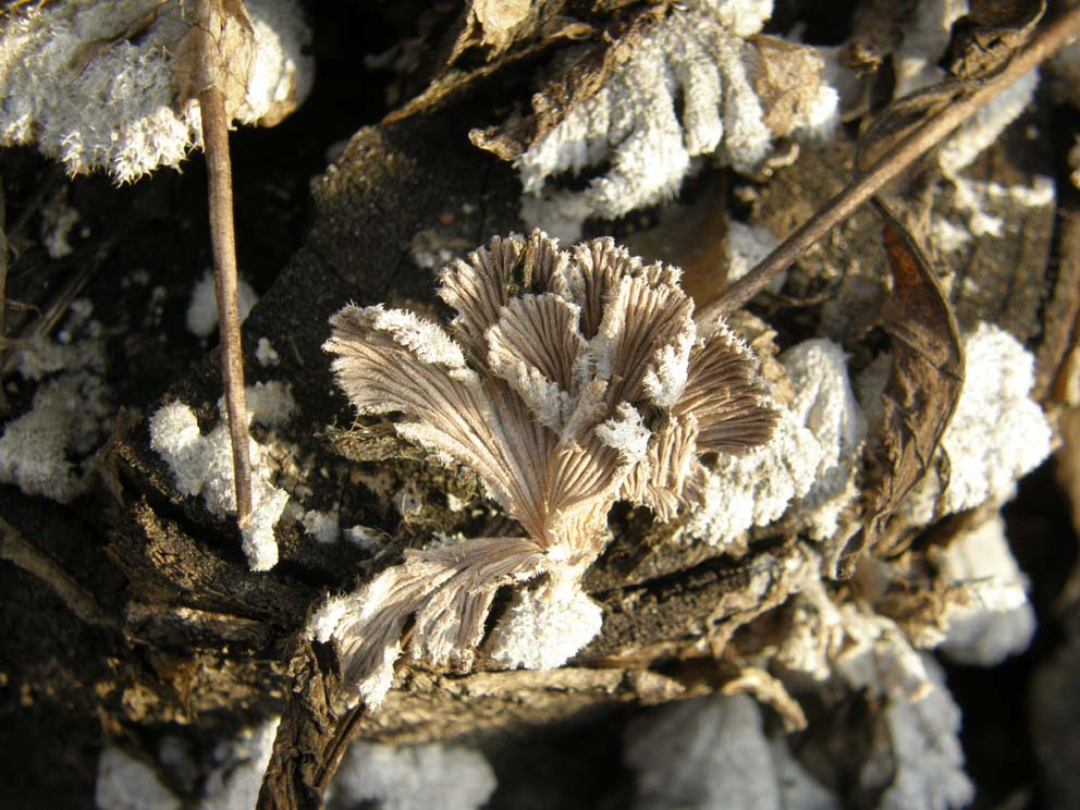 Sul ceppo di un ailanto