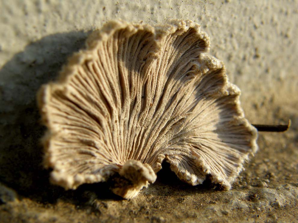 Sul ceppo di un ailanto