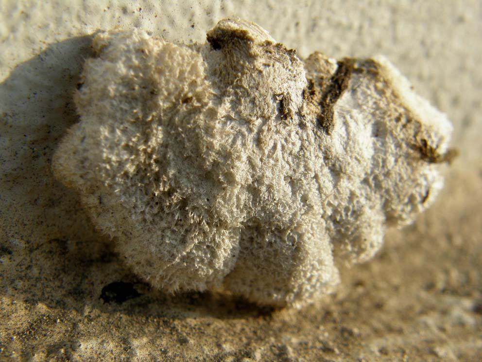 Sul ceppo di un ailanto