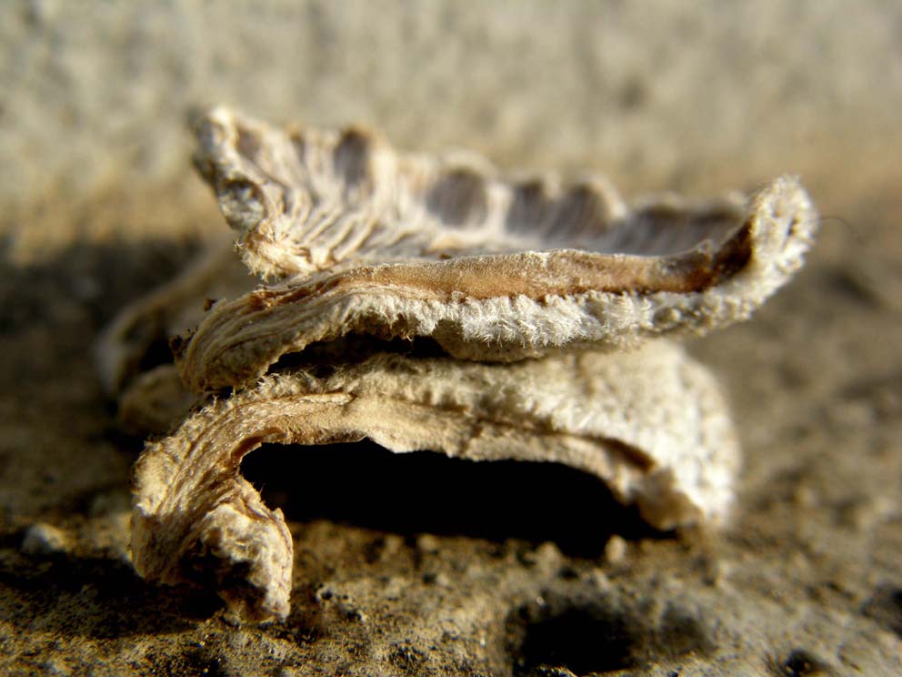 Sul ceppo di un ailanto