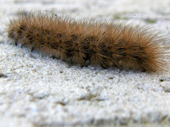 Larva di Phragmatobia fuliginosa
