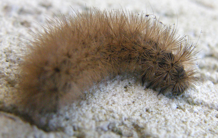 Larva di Phragmatobia fuliginosa