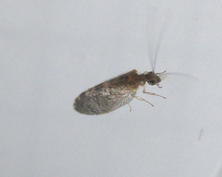 Sympherobius sp.