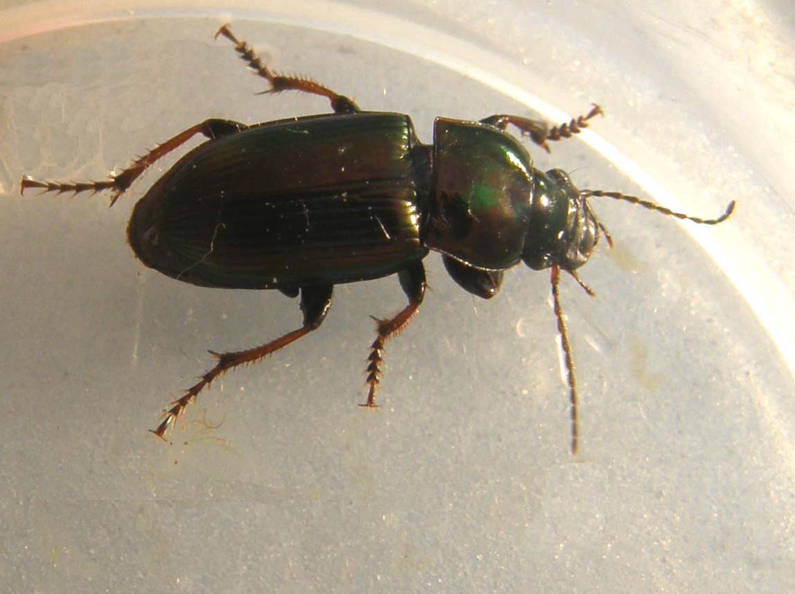 Harpalus distinguendus