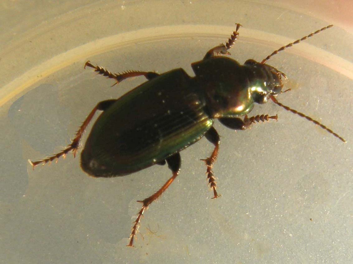 Harpalus distinguendus