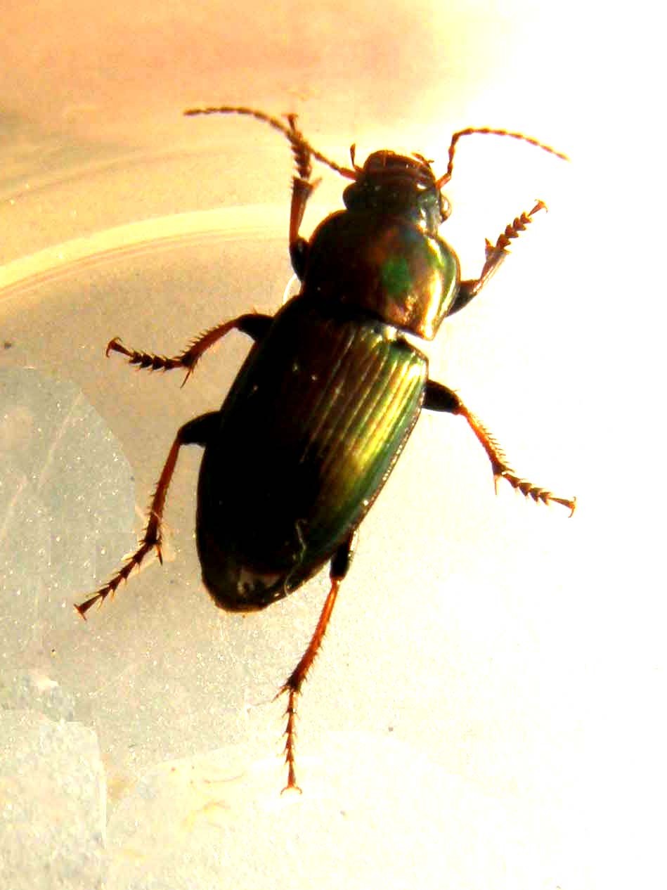 Harpalus distinguendus