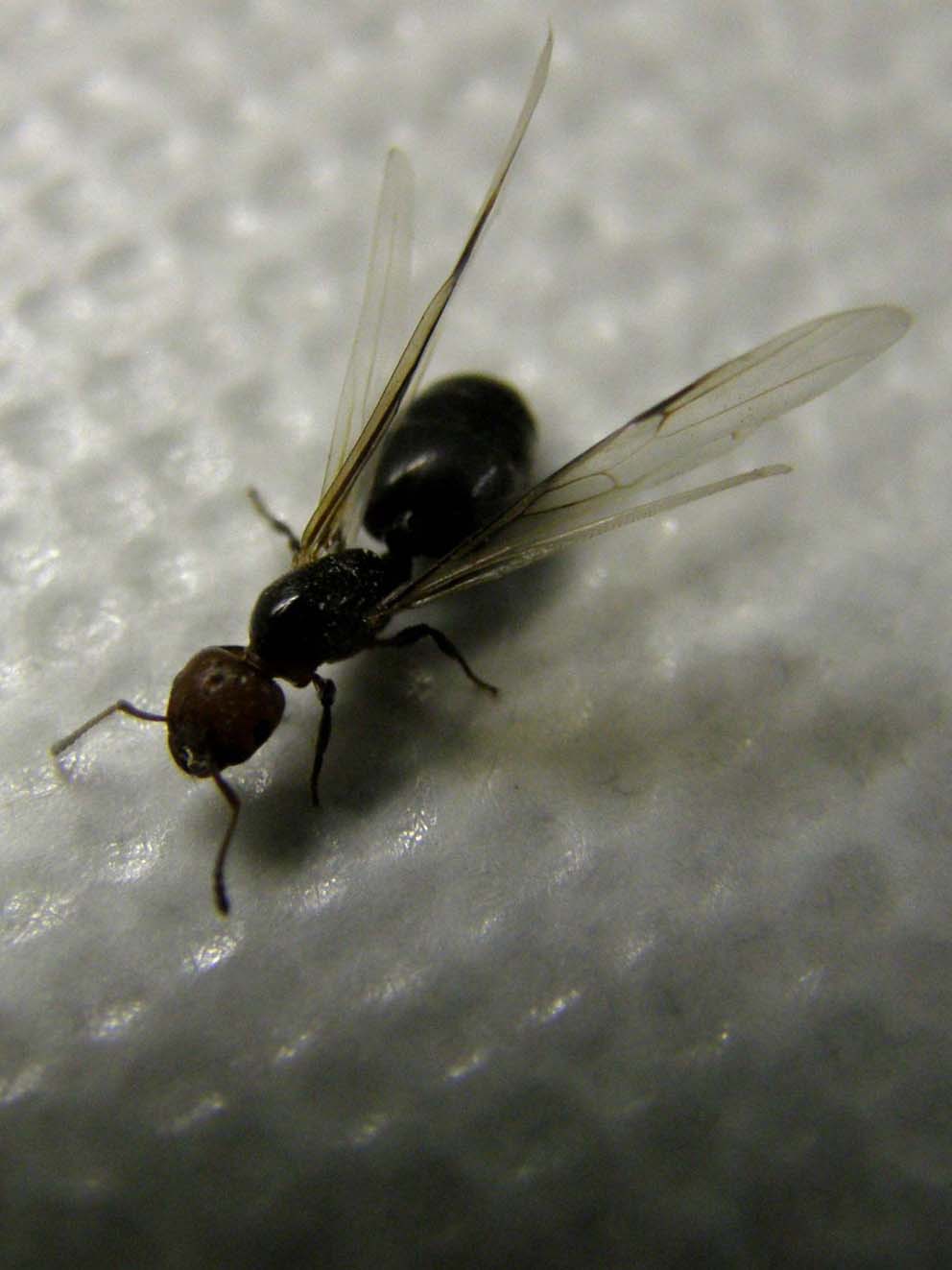 Formica alata: femmina di Creamatogaster scutellaris