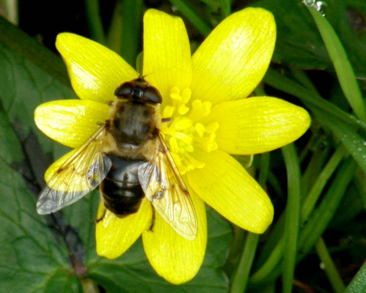 Eristalis tenax ♀ (Syrphidae)