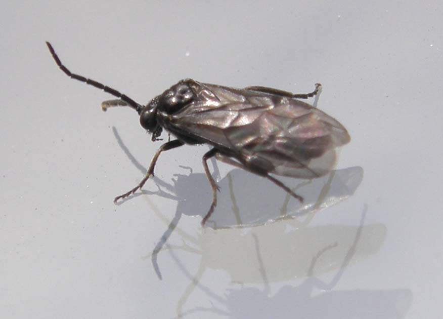 Ali...poliedriche: Dolerus sp, maschio (Tenthredinidae)