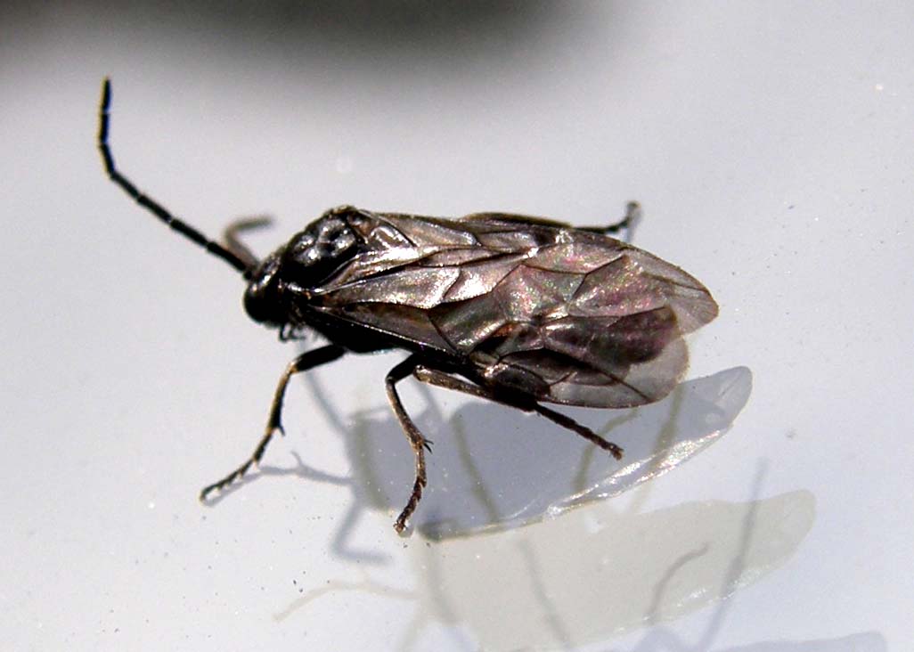 Ali...poliedriche: Dolerus sp, maschio (Tenthredinidae)