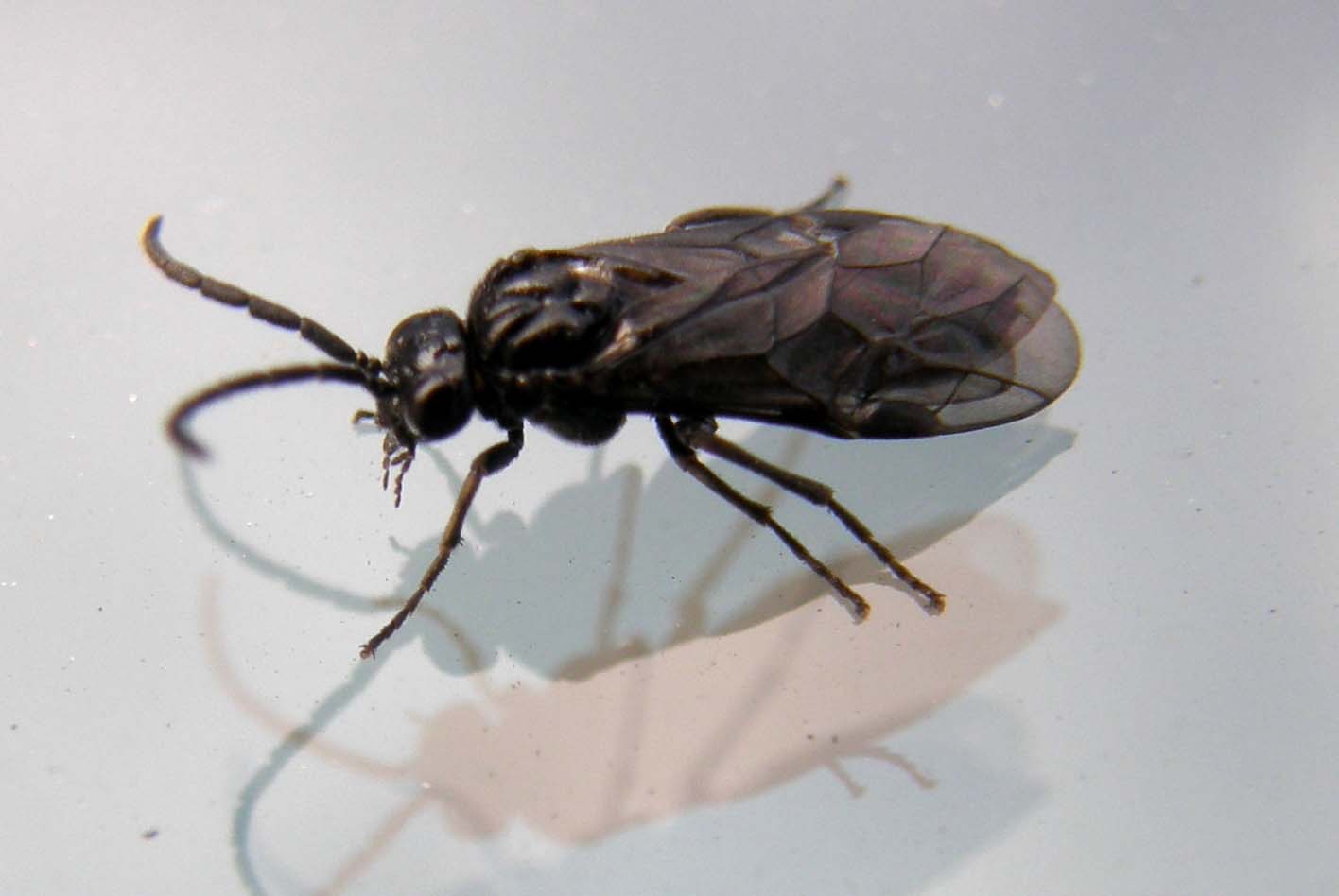 Ali...poliedriche: Dolerus sp, maschio (Tenthredinidae)